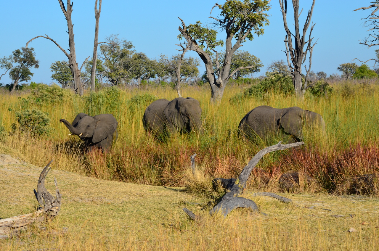 [17363] 2016_06_27_22_26_57_Africa_NIKON_D5100_IMG__00343.jpg