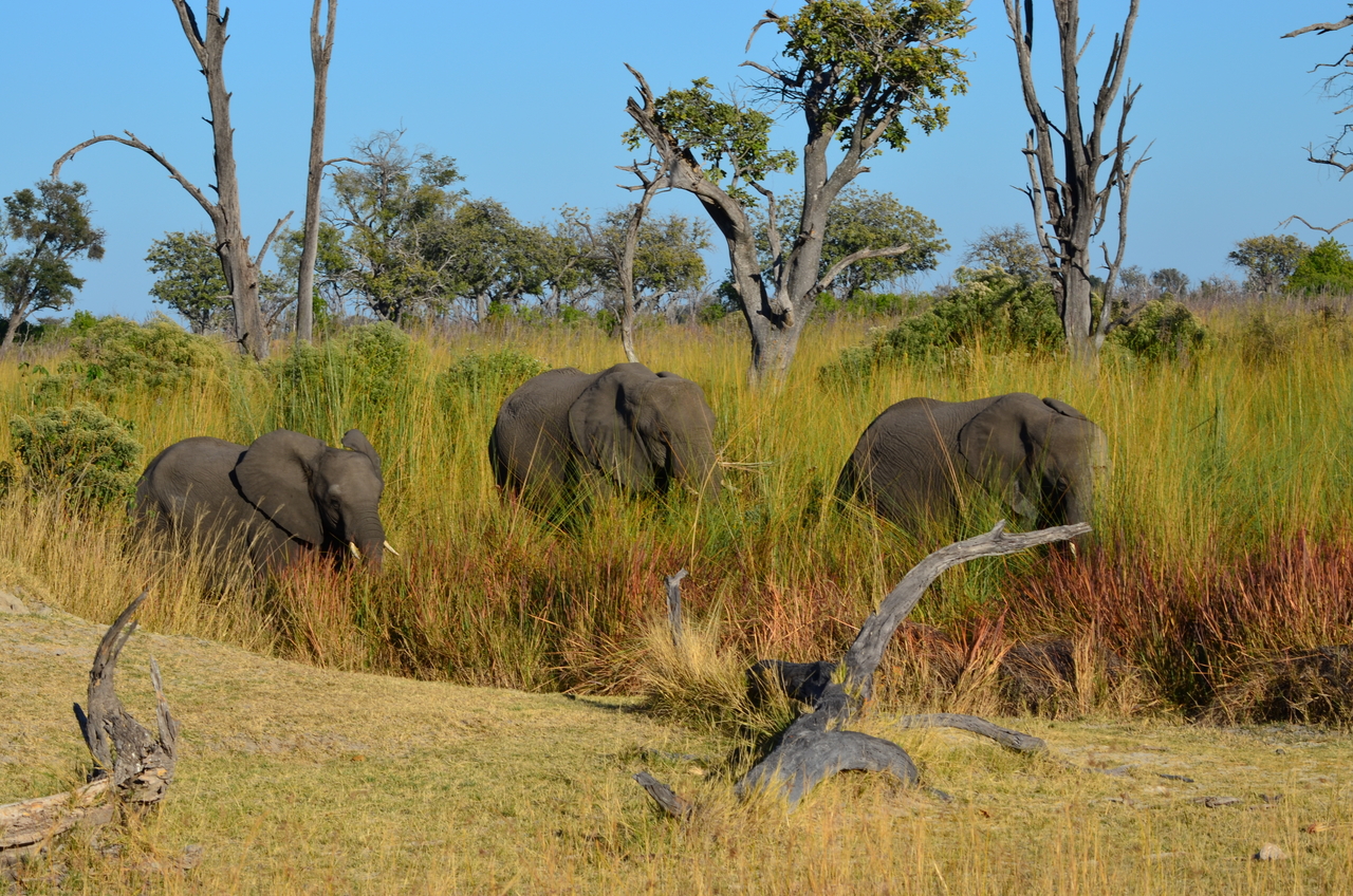 [17365] 2016_06_27_22_28_02_Africa_NIKON_D5100_IMG__00344.jpg