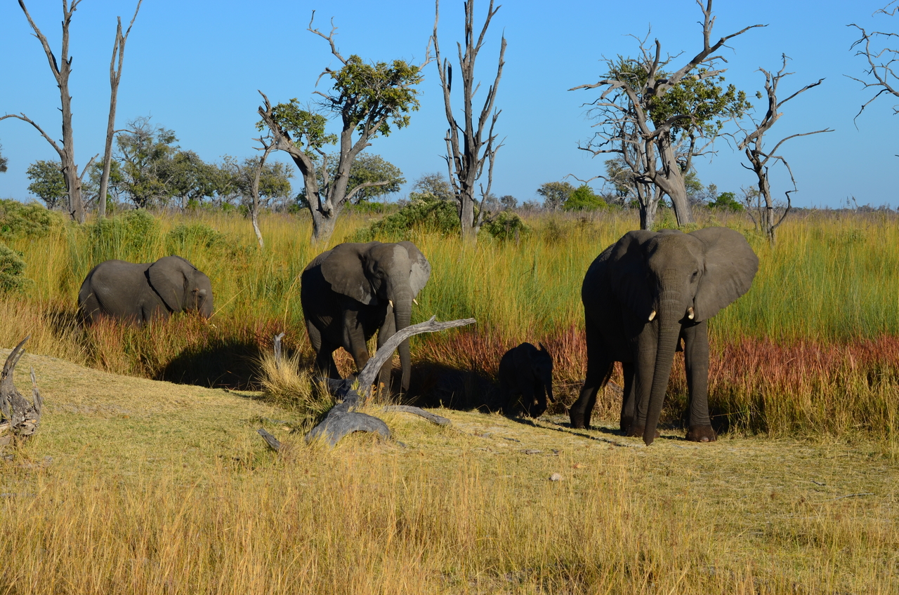 [17374] 2016_06_27_22_29_39_Africa_NIKON_D5100_IMG__04970.jpg