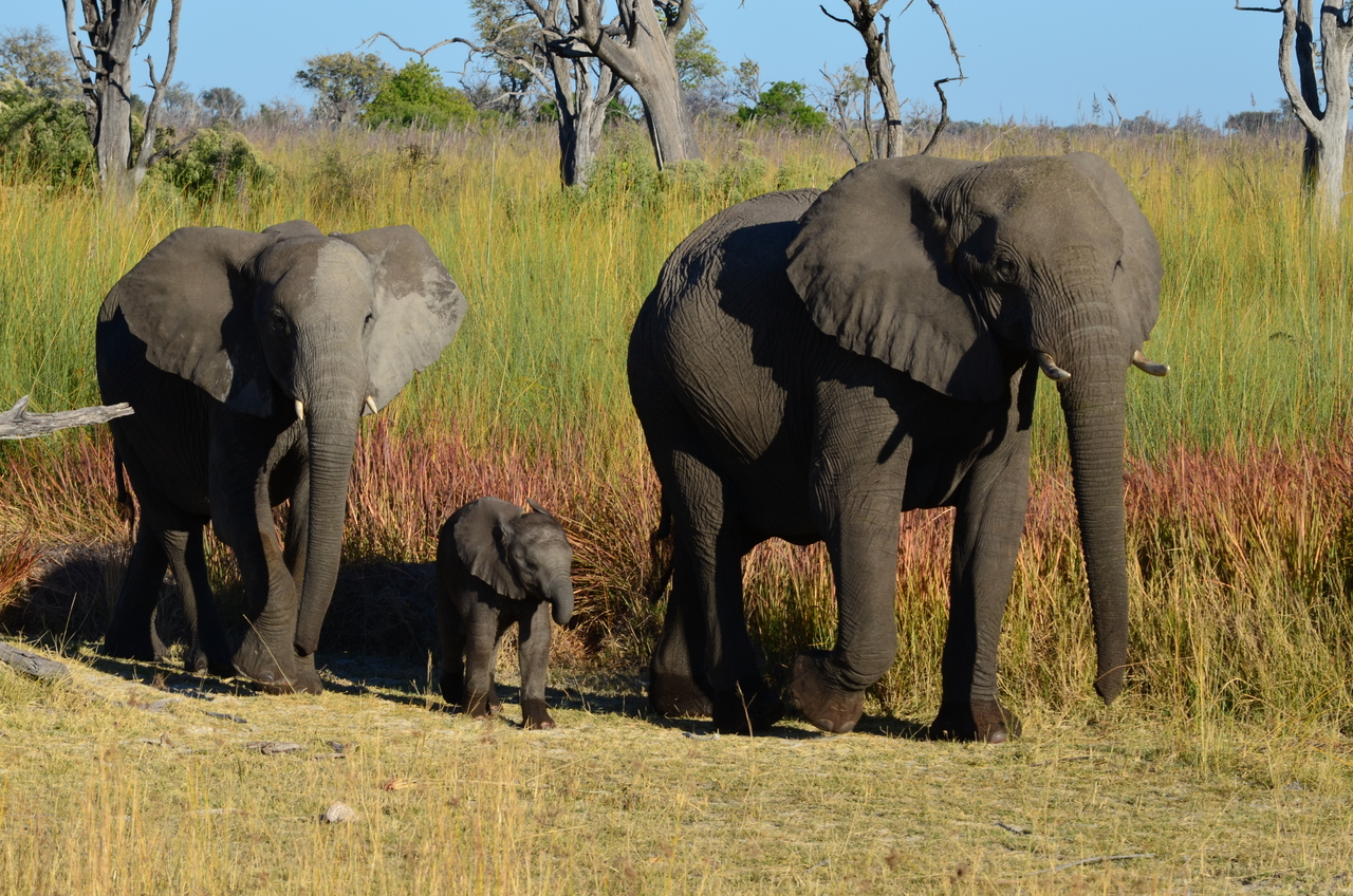 [17375] 2016_06_27_22_29_44_Africa_NIKON_D5100_IMG__00349.jpg