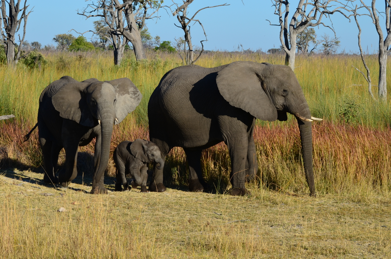 [17377] 2016_06_27_22_29_45_Africa_NIKON_D5100_IMG__00350.jpg