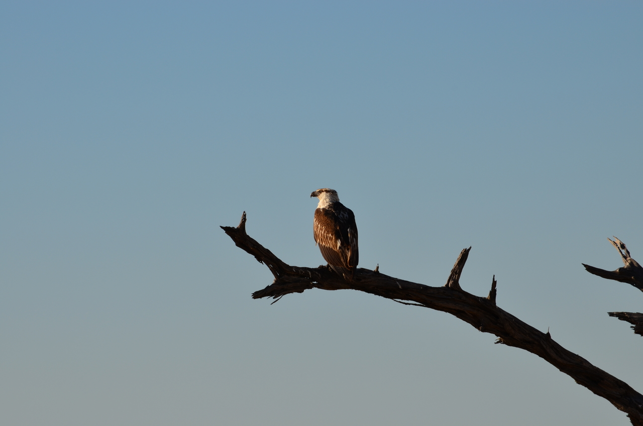 [17390] 2016_06_27_22_44_57_Africa_NIKON_D5100_IMG__04978.jpg