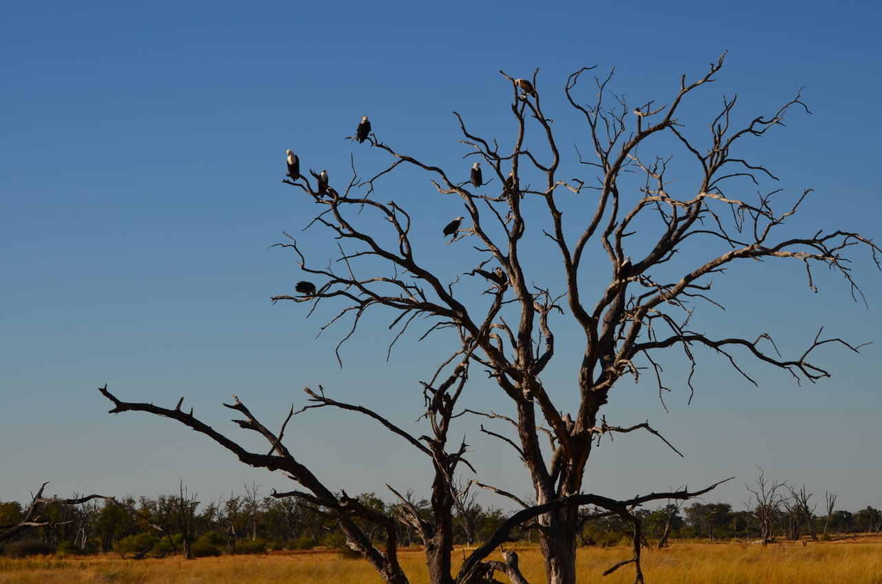 [17392] 2016_06_27_22_45_32_Africa_NIKON_D5100_IMG__04979.jpg