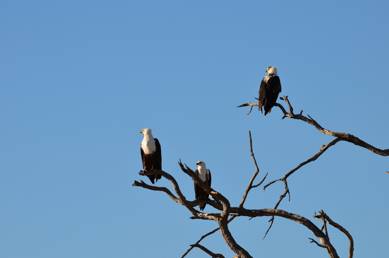 [17393] 2016_06_27_22_45_55_Africa_NIKON_D5100_IMG__00358.jpg