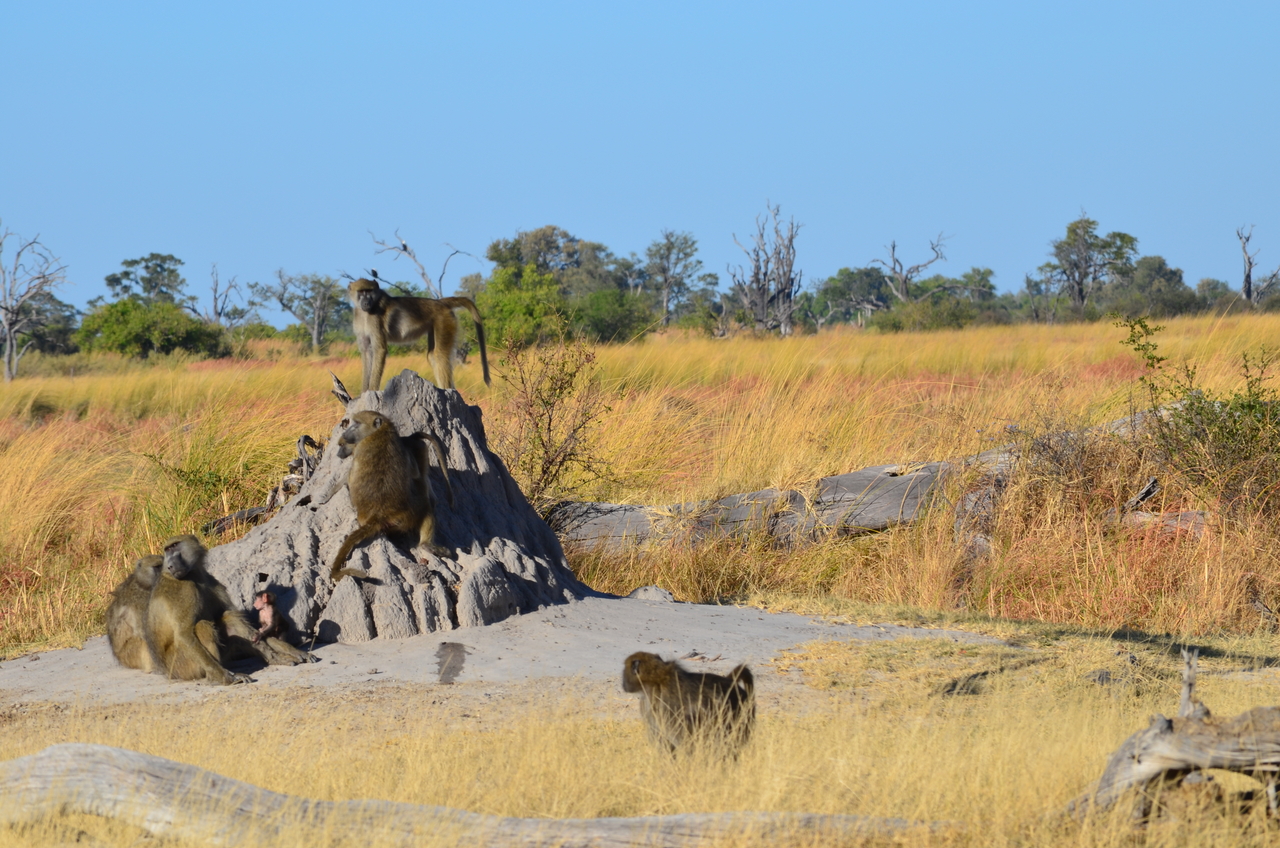 [17399] 2016_06_27_22_53_42_Africa_NIKON_D5100_IMG__00361.jpg