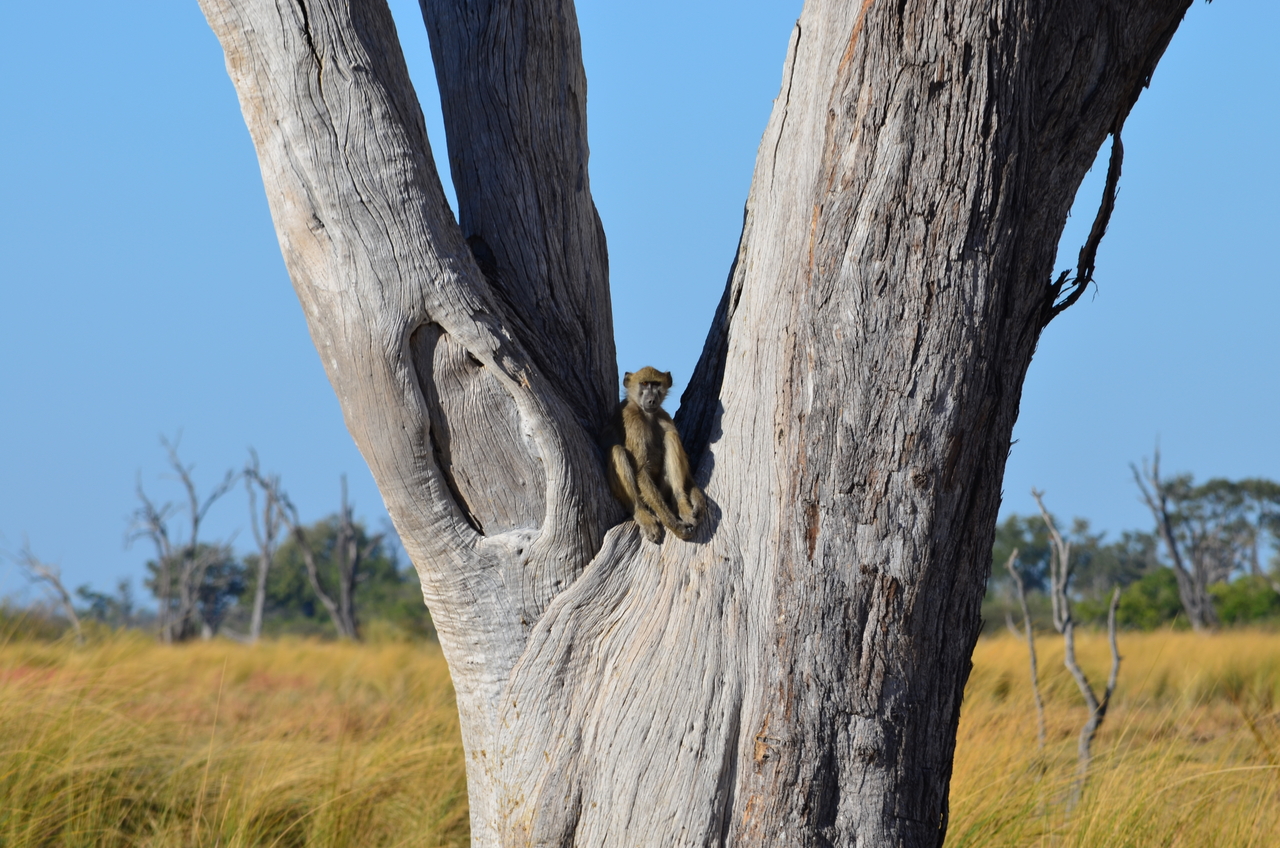 [17404] 2016_06_27_22_54_45_Africa_NIKON_D5100_IMG__04985.jpg