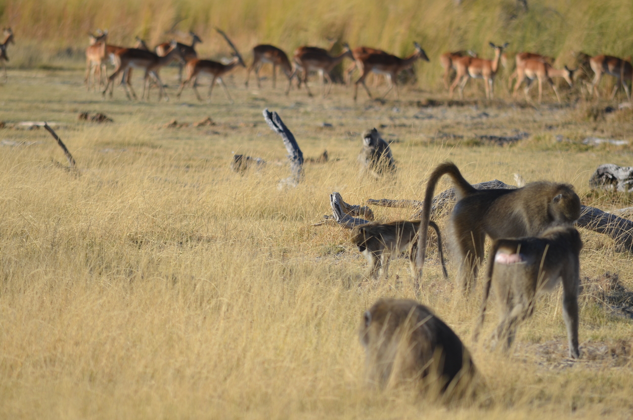 [17405] 2016_06_27_22_55_27_Africa_NIKON_D5100_IMG__00364.jpg