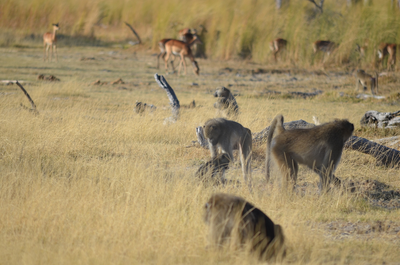 [17409] 2016_06_27_22_55_56_Africa_NIKON_D5100_IMG__00366.jpg