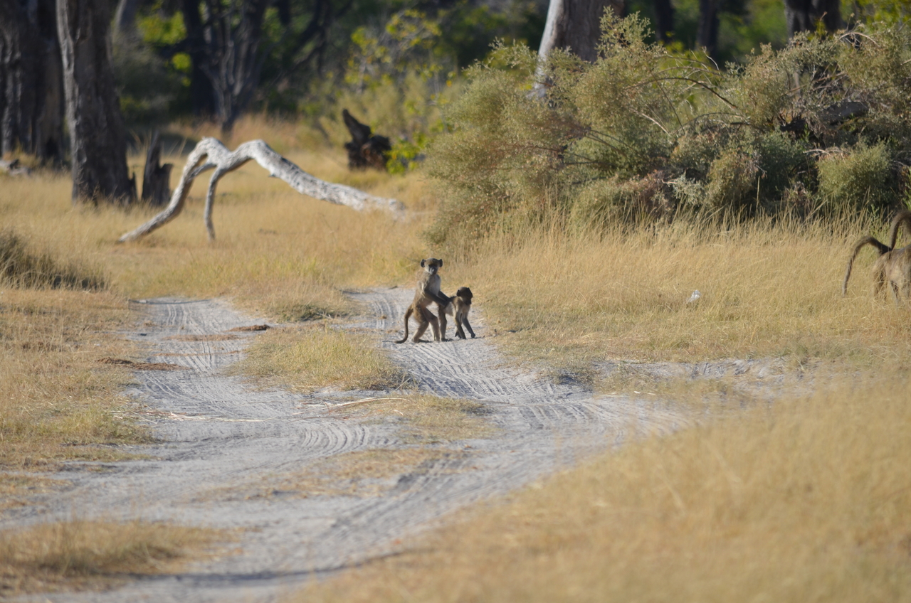 [17412] 2016_06_27_23_01_15_Africa_NIKON_D5100_IMG__04989.jpg