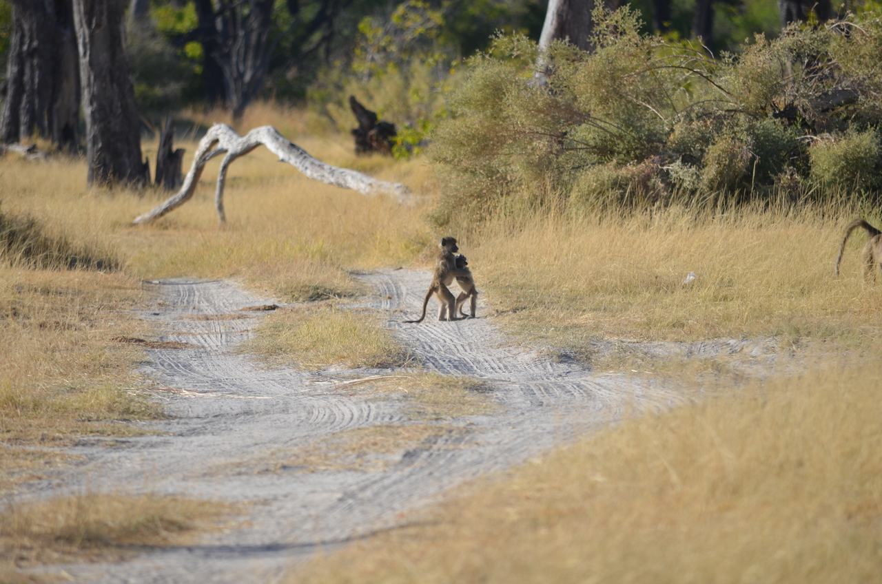 [17414] 2016_06_27_23_01_17_Africa_NIKON_D5100_IMG__04990.jpg