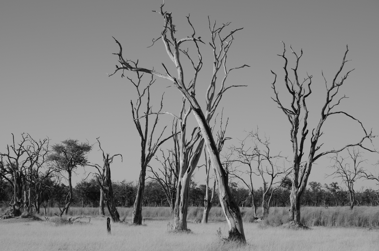 [17416] 2016_06_27_23_02_35_Africa_NIKON_D5100_IMG__04991.jpg