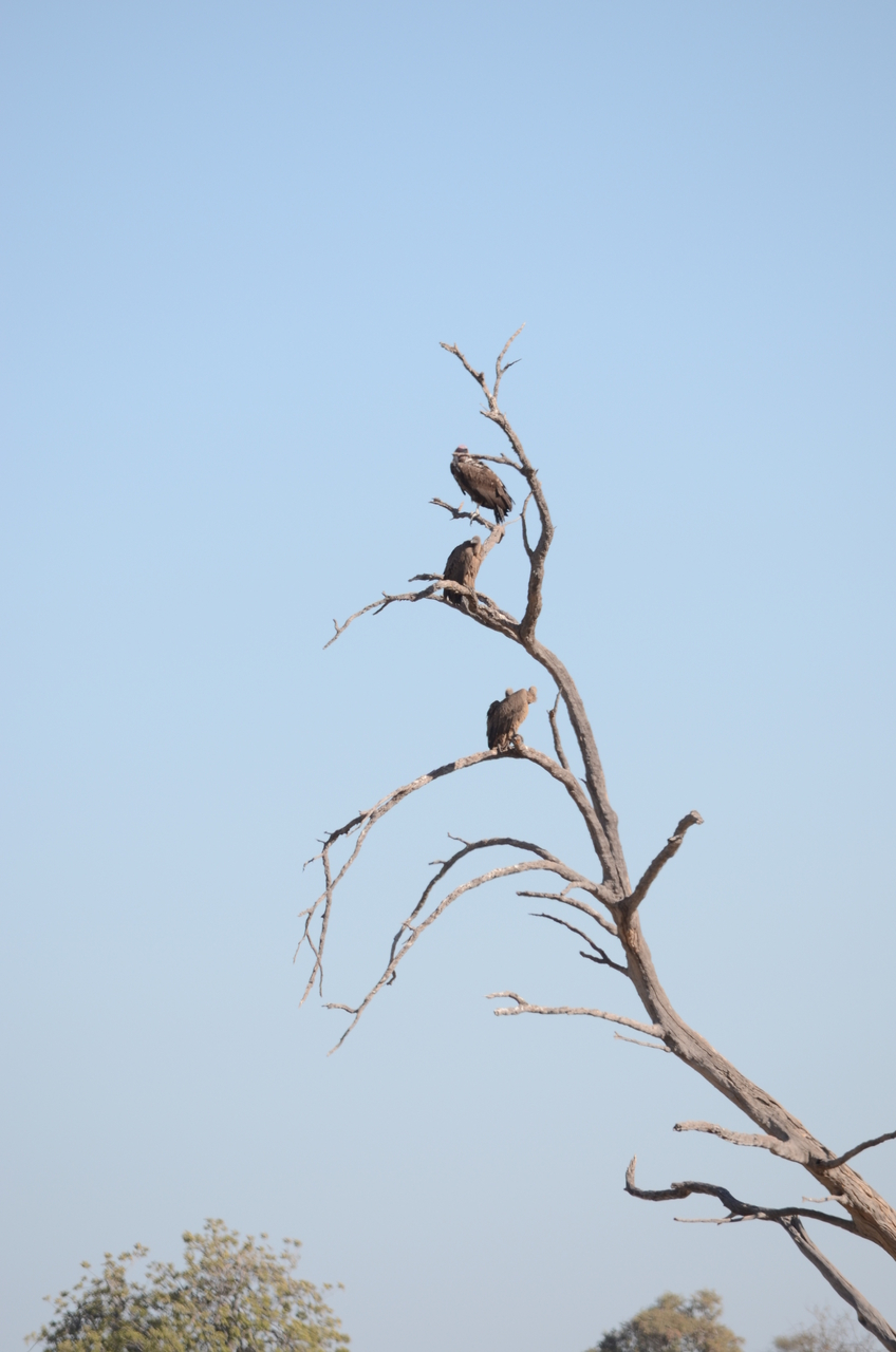 [17420] 2016_06_27_23_29_09_Africa_NIKON_D5100_IMG__04993.jpg