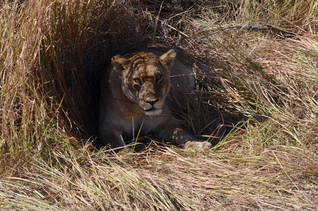 [17432] 2016_06_28_00_13_38_Africa_NIKON_D5100_IMG__04999.jpg