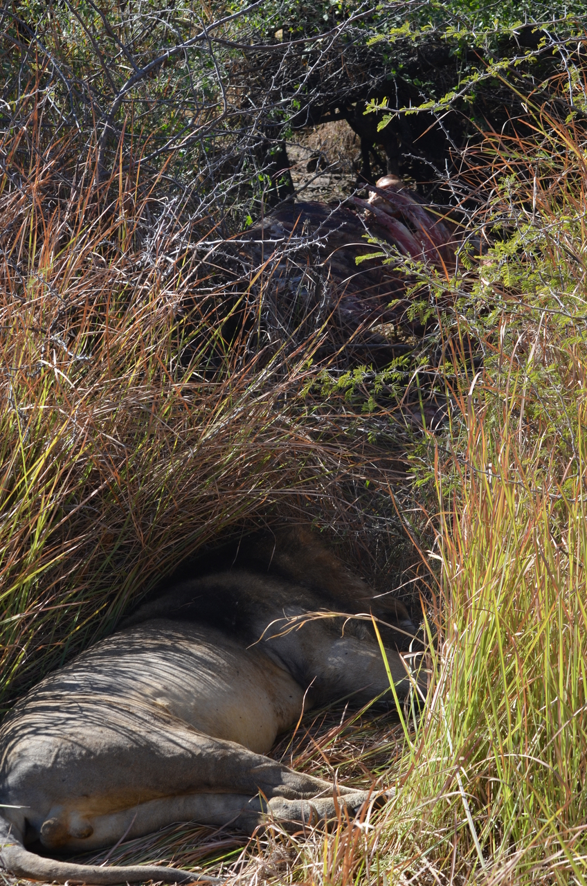 [17433] 2016_06_28_00_25_46_Africa_NIKON_D5100_IMG__00378.jpg