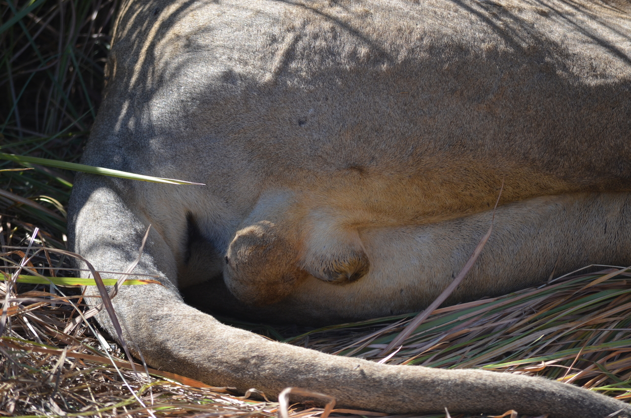 [17435] 2016_06_28_00_25_51_Africa_NIKON_D5100_IMG__00379.jpg
