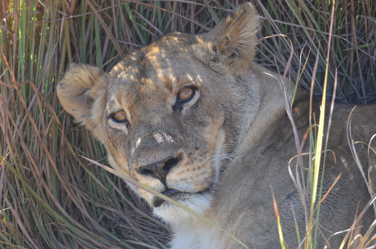 [17440] 2016_06_28_00_26_01_Africa_NIKON_D5100_IMG__05003.jpg