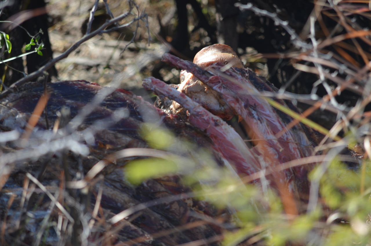 [17443] 2016_06_28_00_26_35_Africa_NIKON_D5100_IMG__00383.jpg