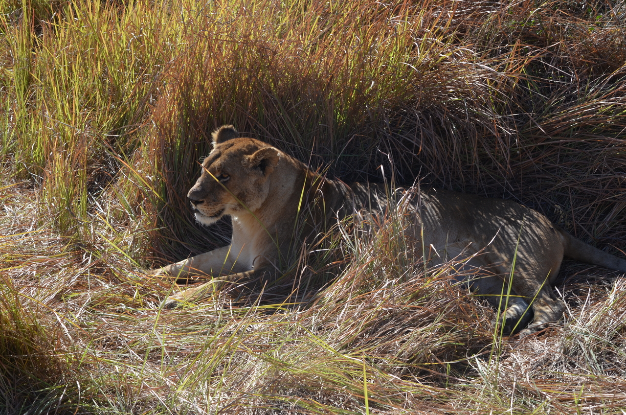 [17452] 2016_06_28_00_28_18_Africa_NIKON_D5100_IMG__05009.jpg