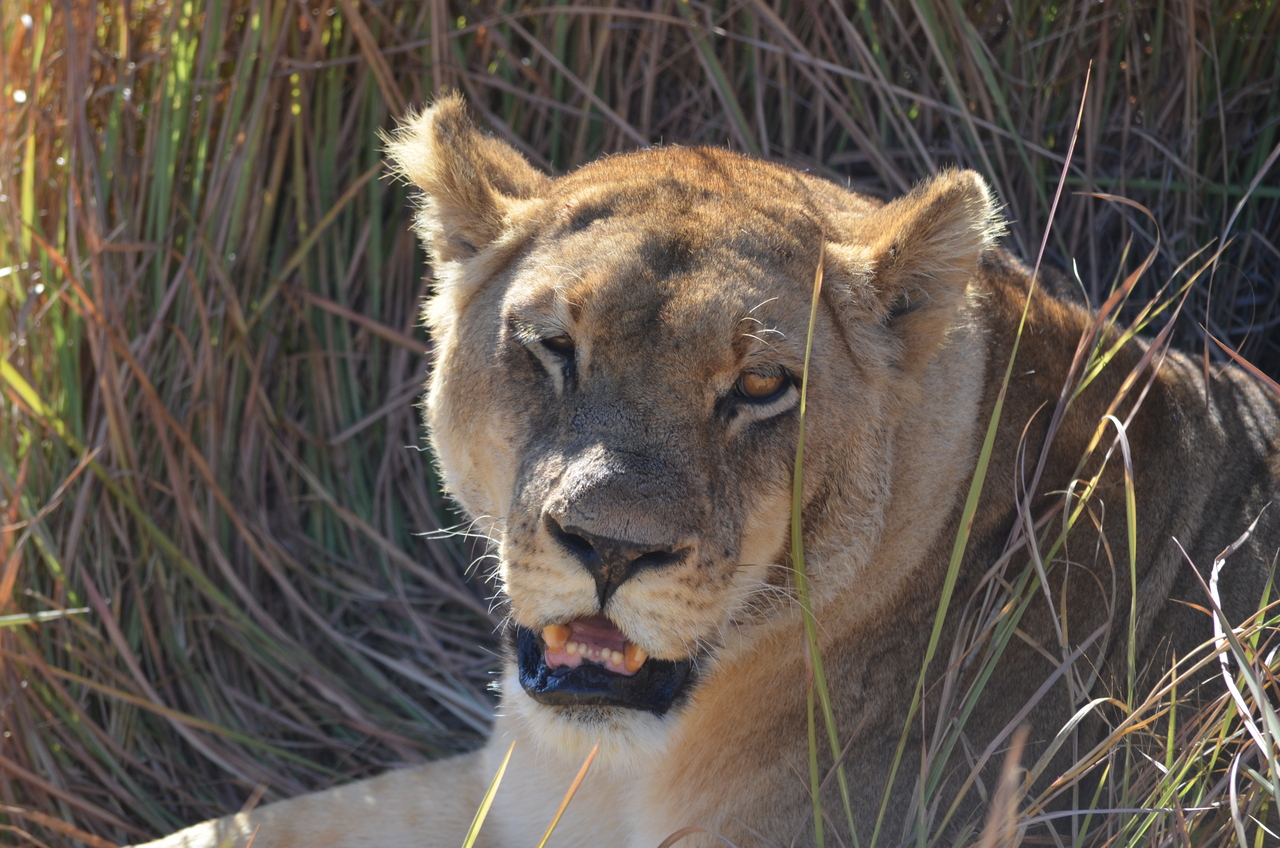 [17455] 2016_06_28_00_28_33_Africa_NIKON_D5100_IMG__00389.jpg