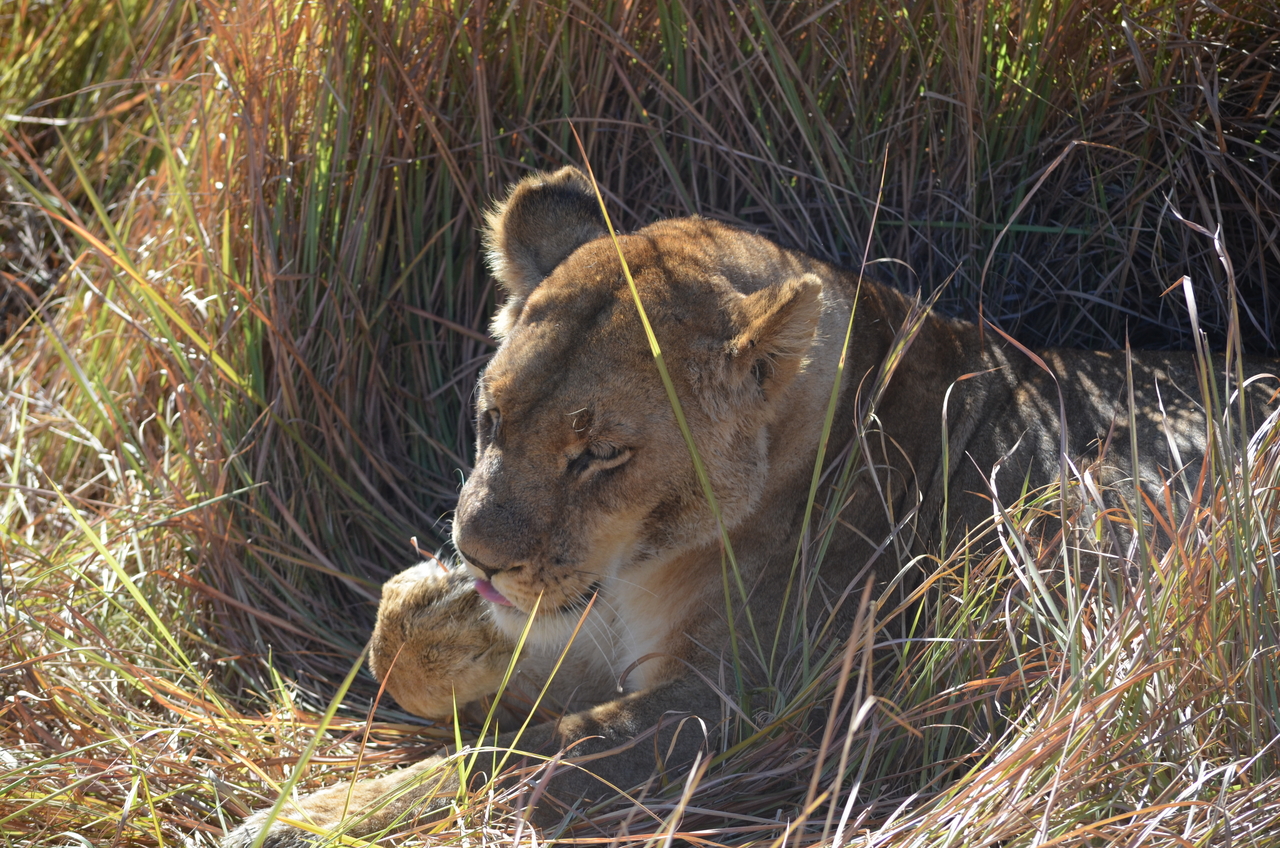 [17457] 2016_06_28_00_28_41_Africa_NIKON_D5100_IMG__00390.jpg