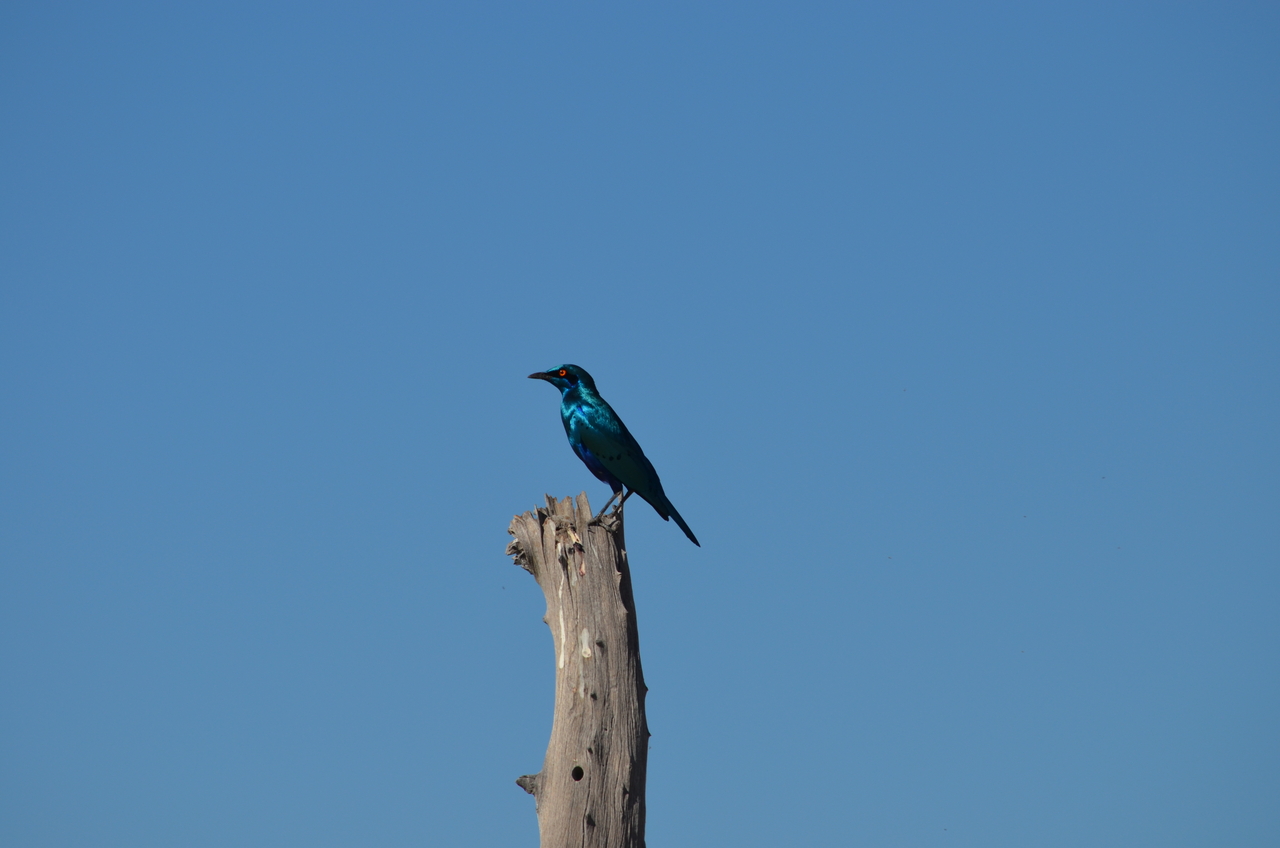 [17467] 2016_06_28_00_53_26_Africa_NIKON_D5100_IMG__00393.jpg