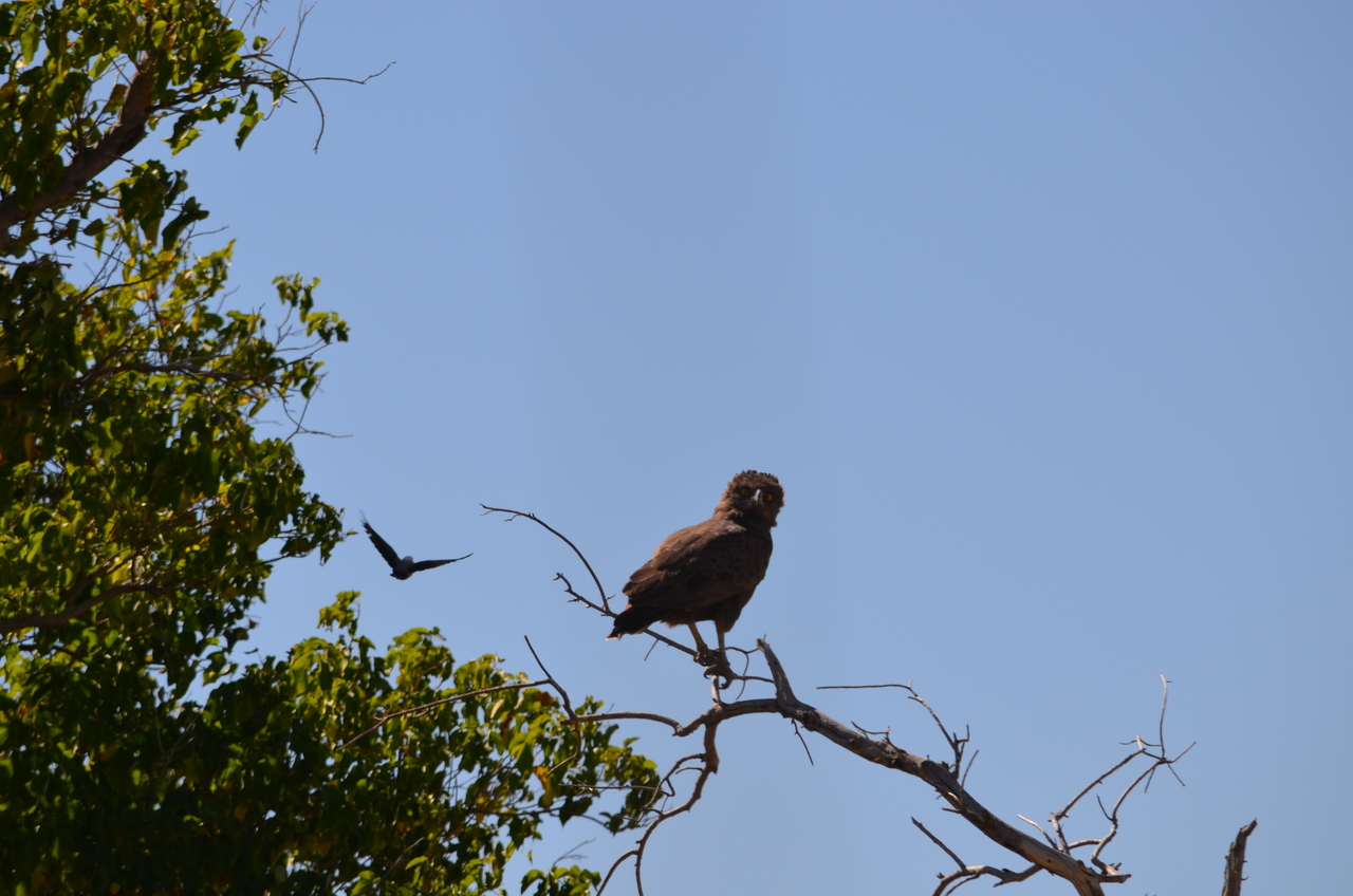 [17538] 2016_06_28_01_09_51_Africa_NIKON_D5100_IMG__05017.jpg