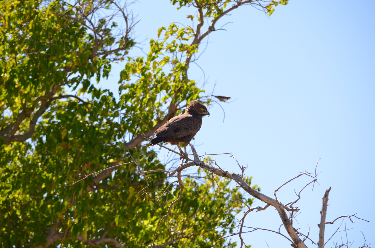 [17545] 2016_06_28_01_10_02_Africa_NIKON_D5100_IMG__00396.jpg
