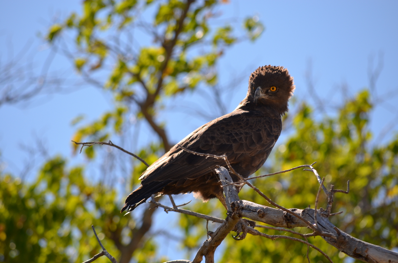 [17548] 2016_06_28_01_10_15_Africa_NIKON_D5100_IMG__05019.jpg
