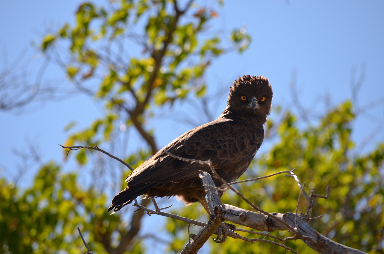 [17549] 2016_06_28_01_10_17_Africa_NIKON_D5100_IMG__00398.jpg