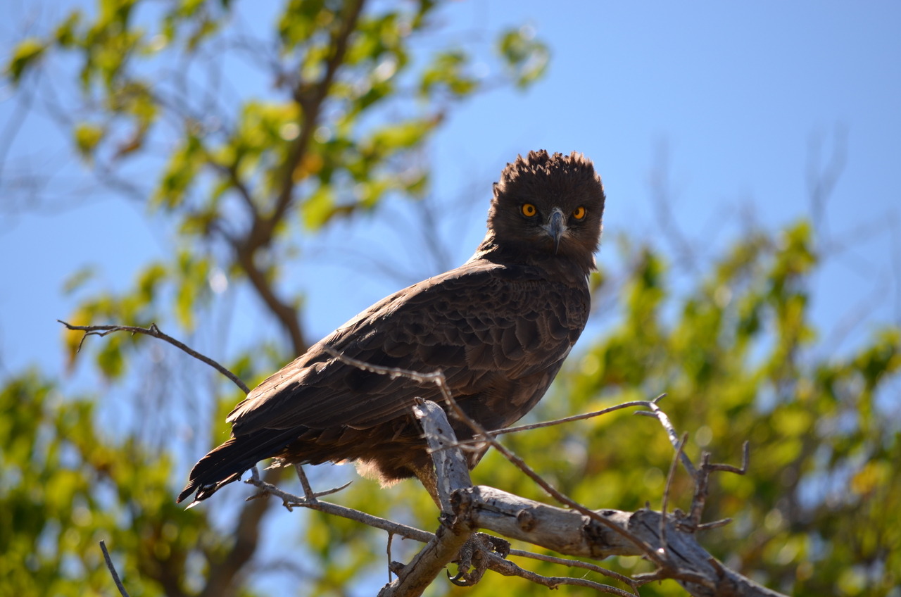 [17552] 2016_06_28_01_10_19_Africa_NIKON_D5100_IMG__05021.jpg