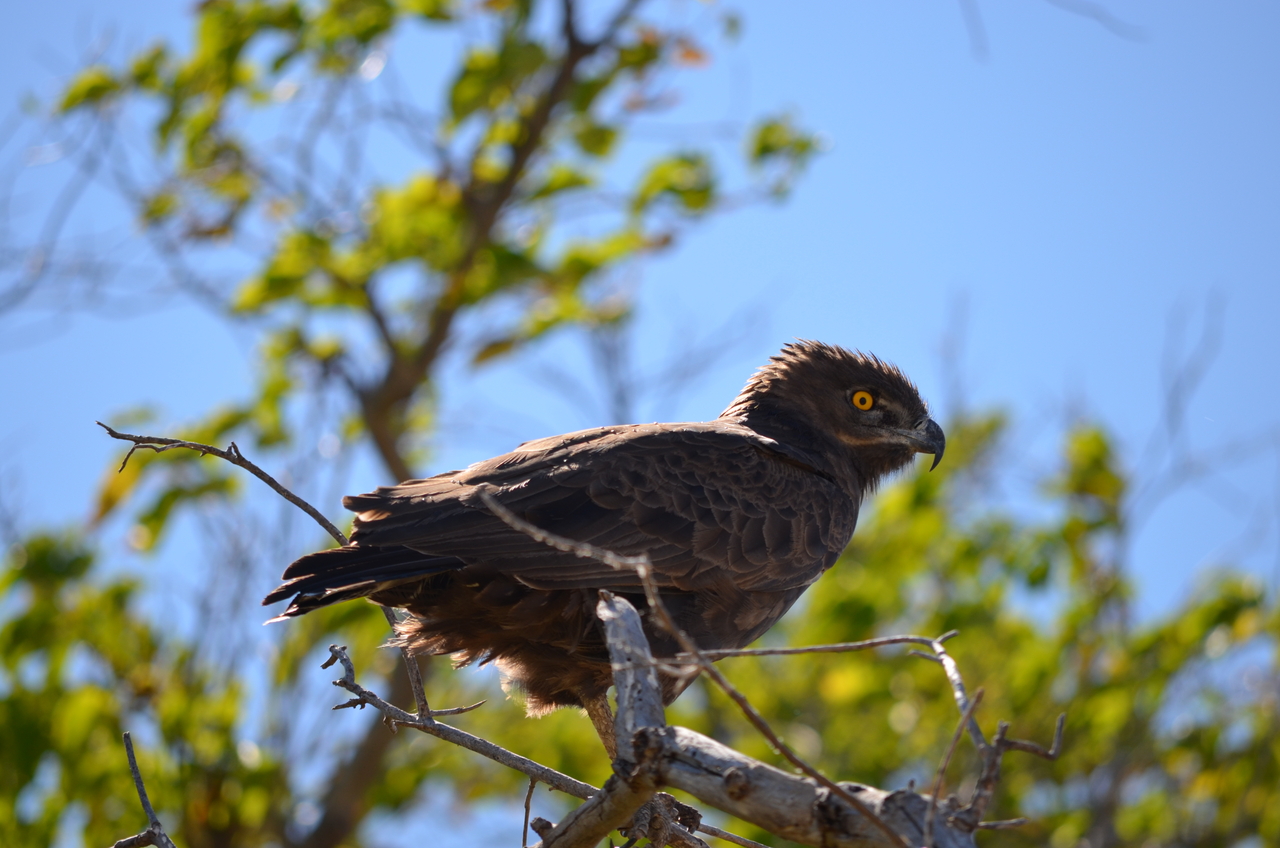 [17576] 2016_06_28_01_12_08_Africa_NIKON_D5100_IMG__05024.jpg