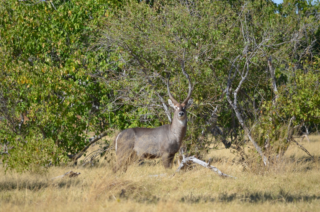 [17693] 2016_06_28_01_20_56_Africa_NIKON_D5100_IMG__05027.jpg