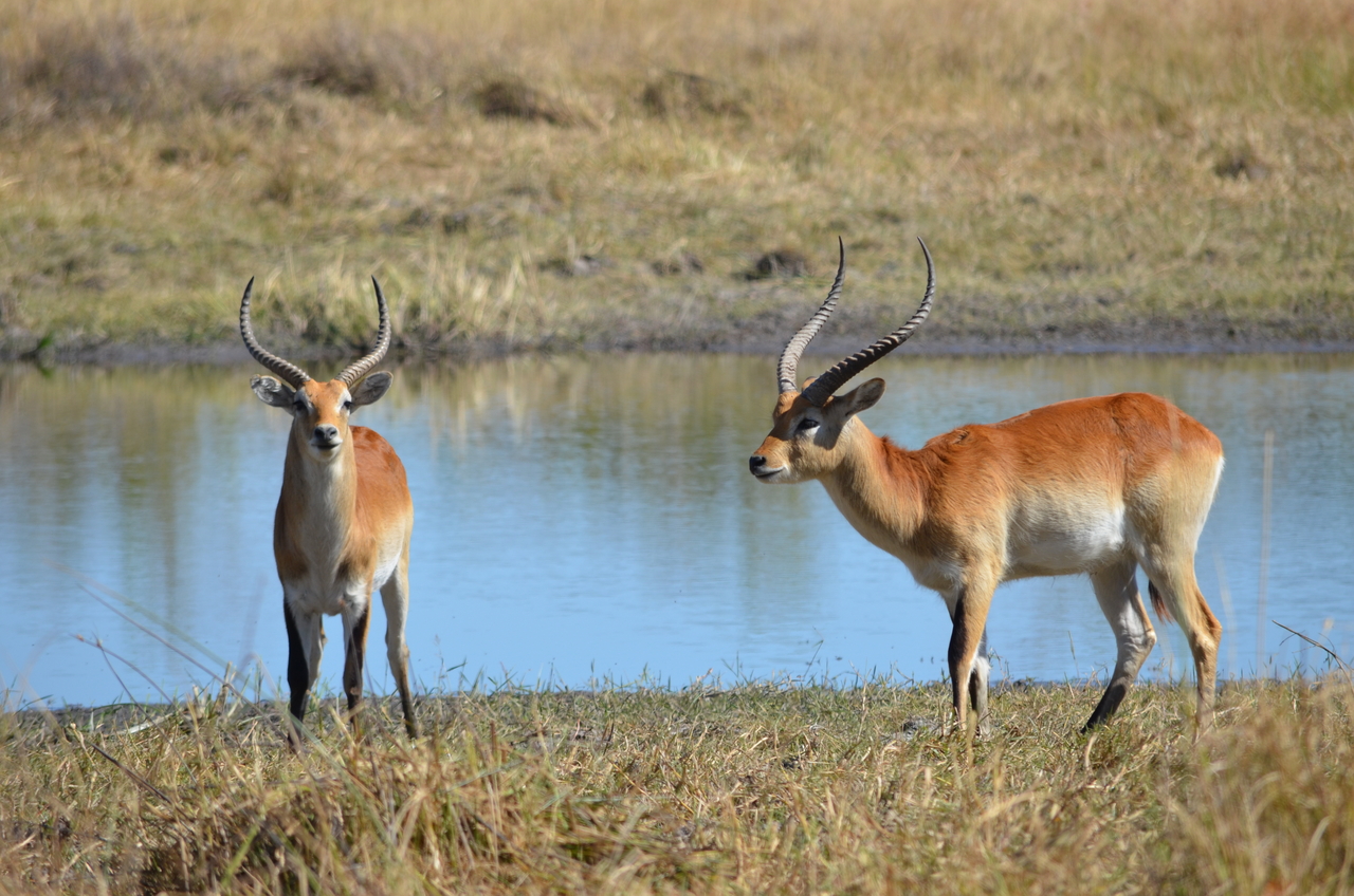 [17722] 2016_06_28_01_42_13_Africa_NIKON_D5100_IMG__00414.jpg