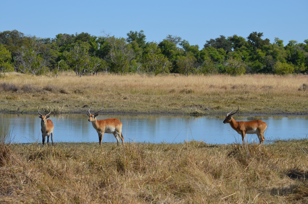 [17724] 2016_06_28_01_43_09_Africa_NIKON_D5100_IMG__00415.jpg