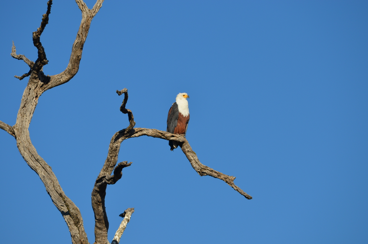 [20469] 2016_06_28_22_30_20_Africa_NIKON_D5100_IMG__00418.jpg