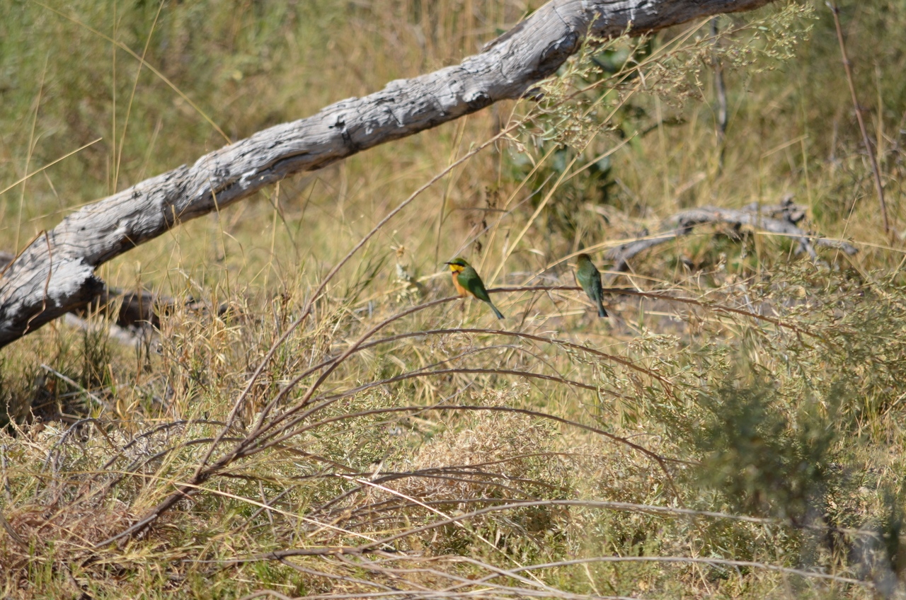 [20482] 2016_06_29_00_17_09_Africa_NIKON_D5100_IMG__05046.jpg