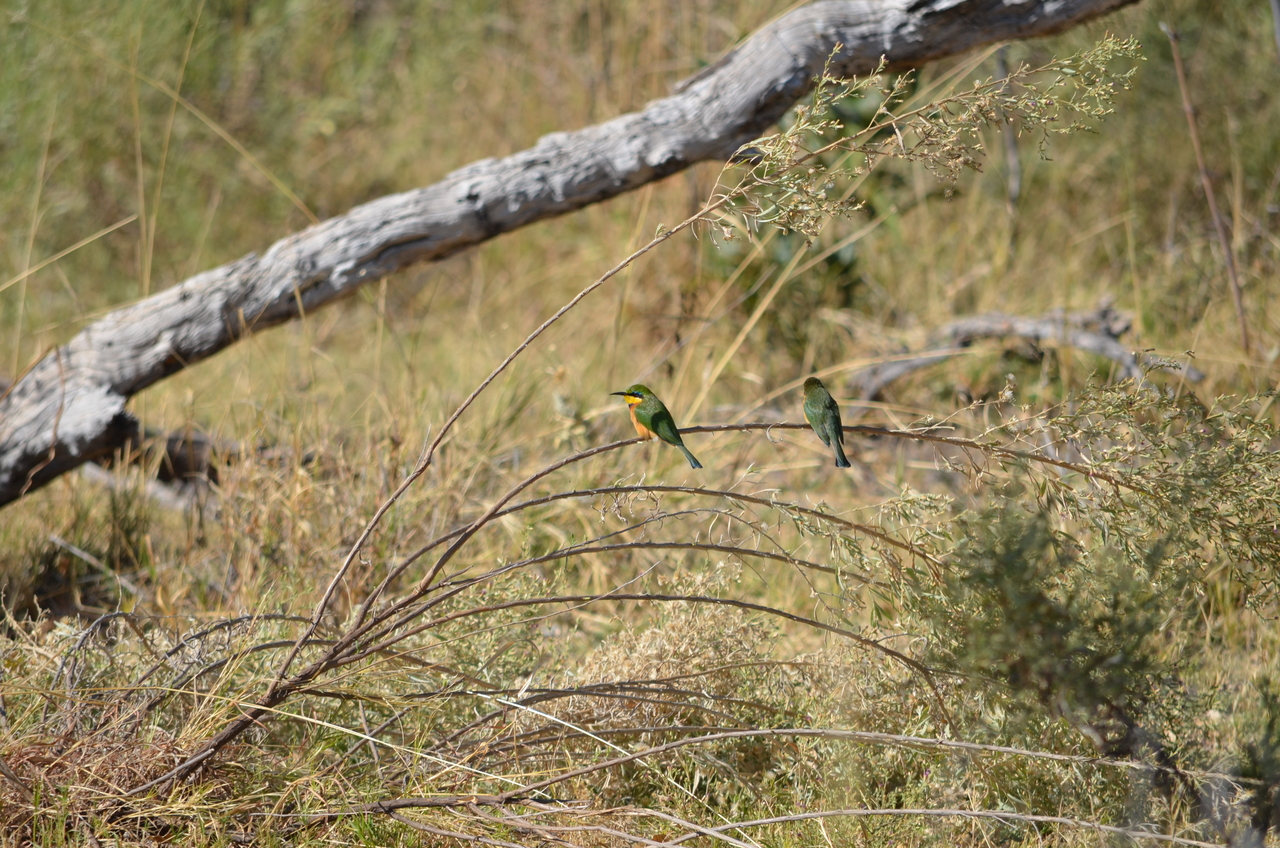 [20484] 2016_06_29_00_17_15_Africa_NIKON_D5100_IMG__05047.jpg