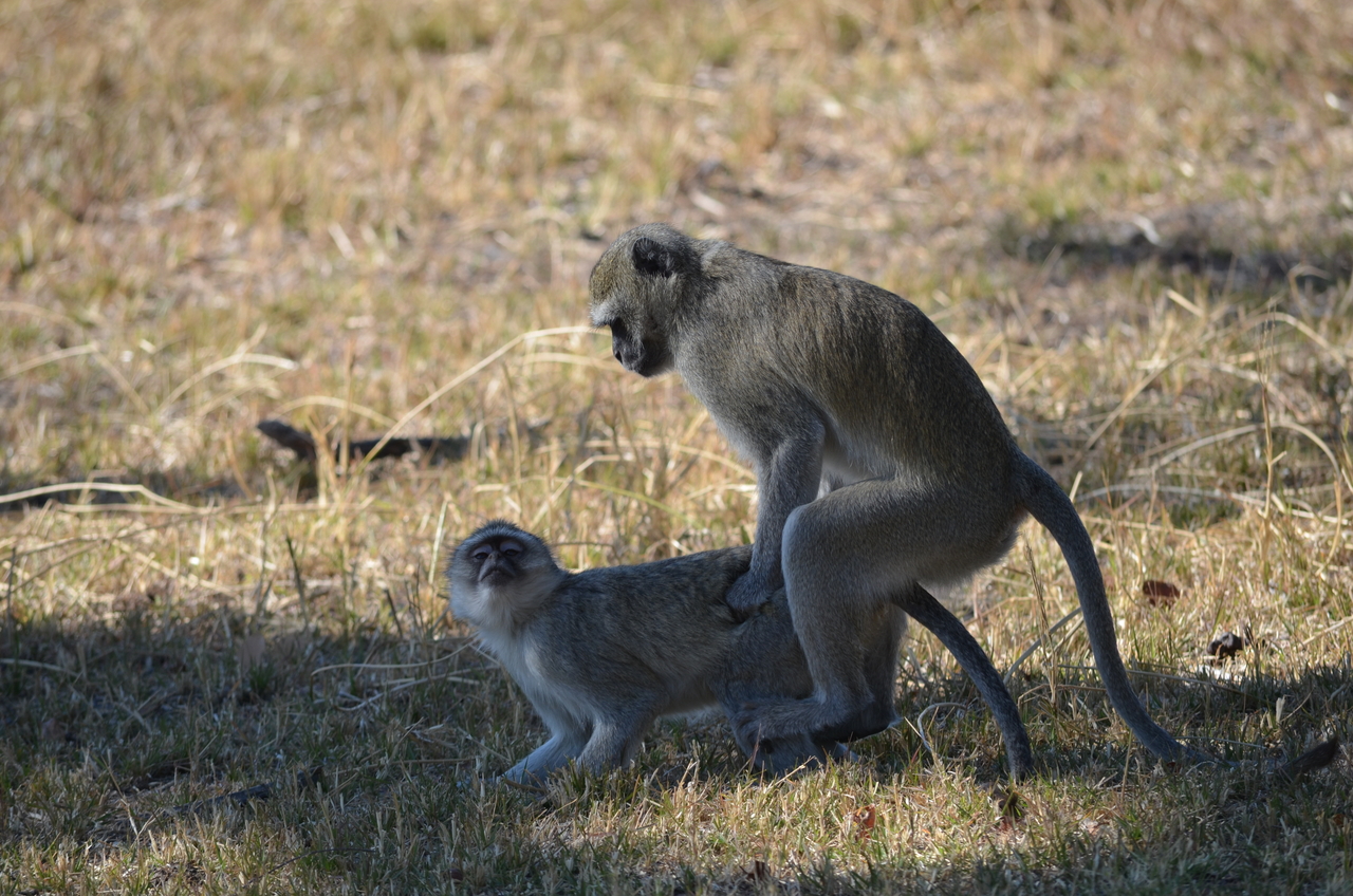 [20487] 2016_06_29_00_40_29_Africa_NIKON_D5100_IMG__00427.jpg
