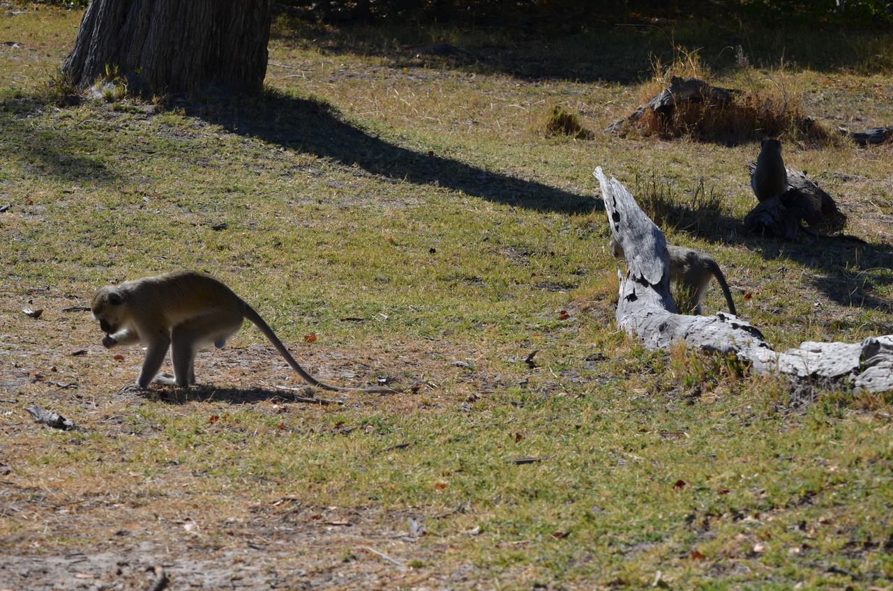 [20493] 2016_06_29_00_41_48_Africa_NIKON_D5100_IMG__00430.jpg