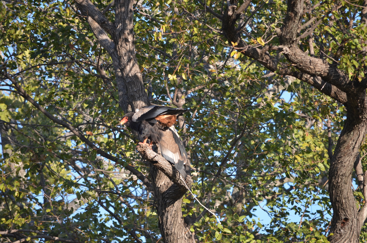 [21297] 2016_06_29_07_09_13_Africa_NIKON_D5100_IMG__05070.jpg