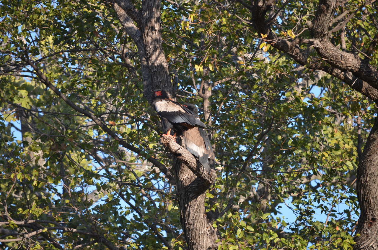 [21299] 2016_06_29_07_09_20_Africa_NIKON_D5100_IMG__05071.jpg