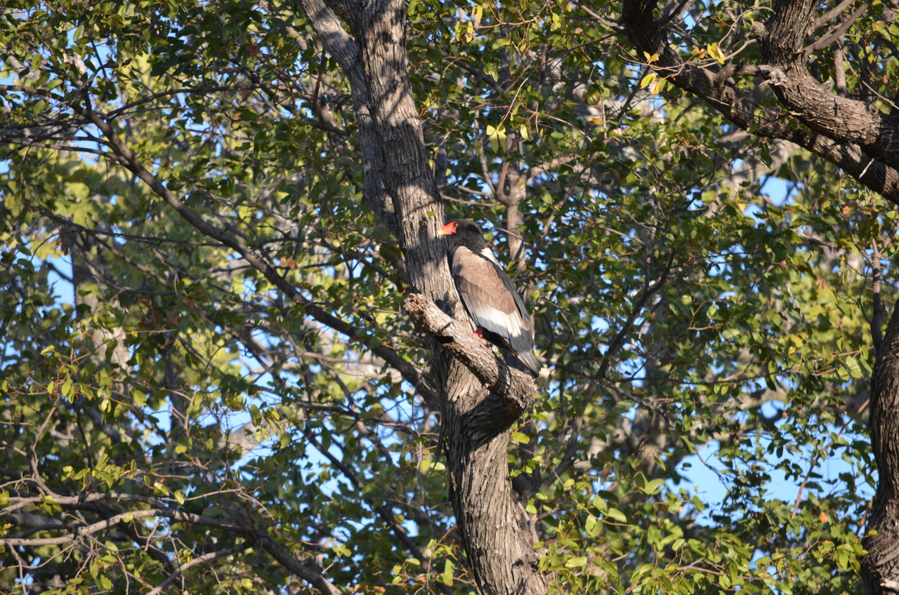 [21301] 2016_06_29_07_10_14_Africa_NIKON_D5100_IMG__05072.jpg