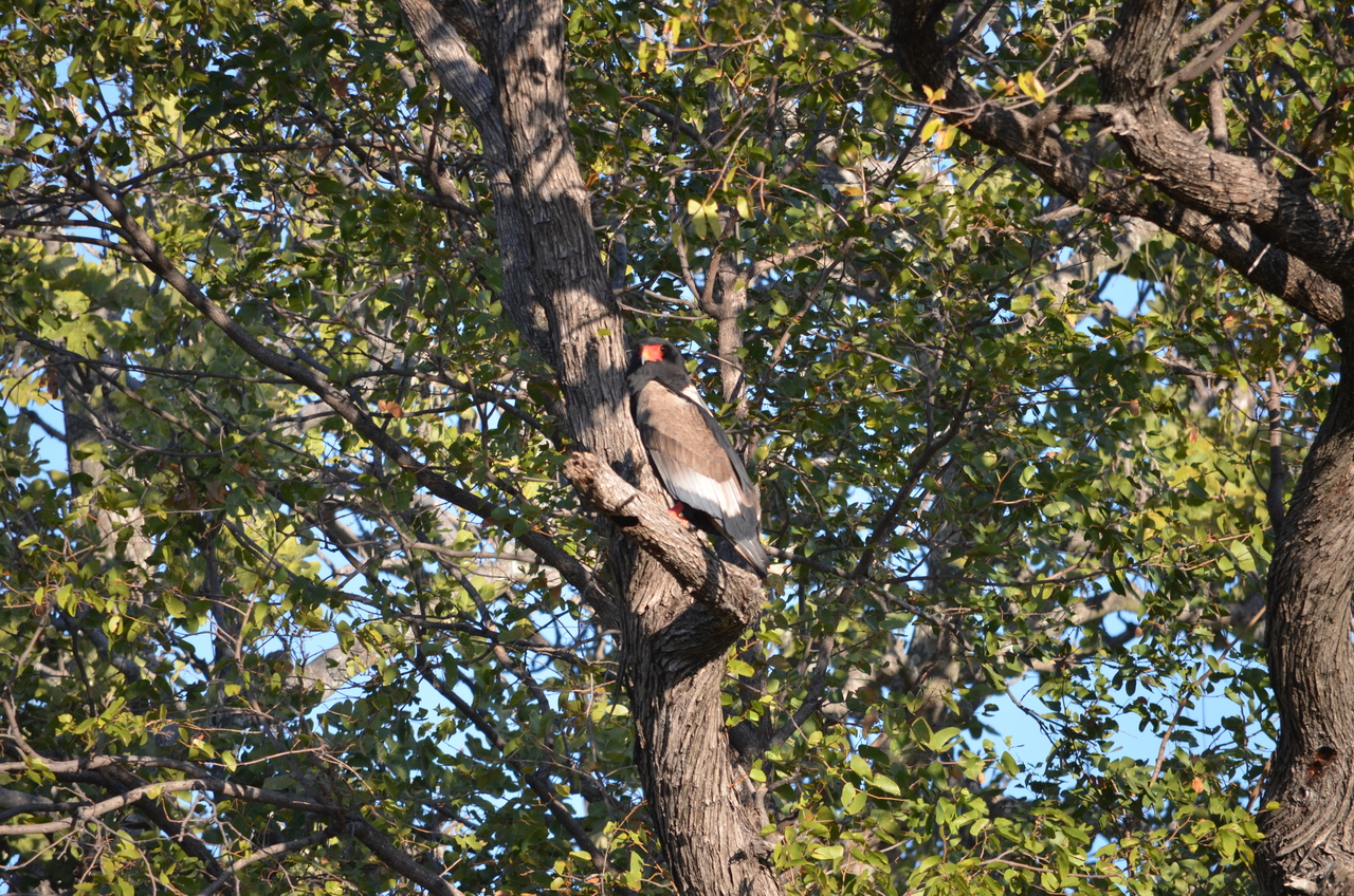 [21302] 2016_06_29_07_10_18_Africa_NIKON_D5100_IMG__00451.jpg