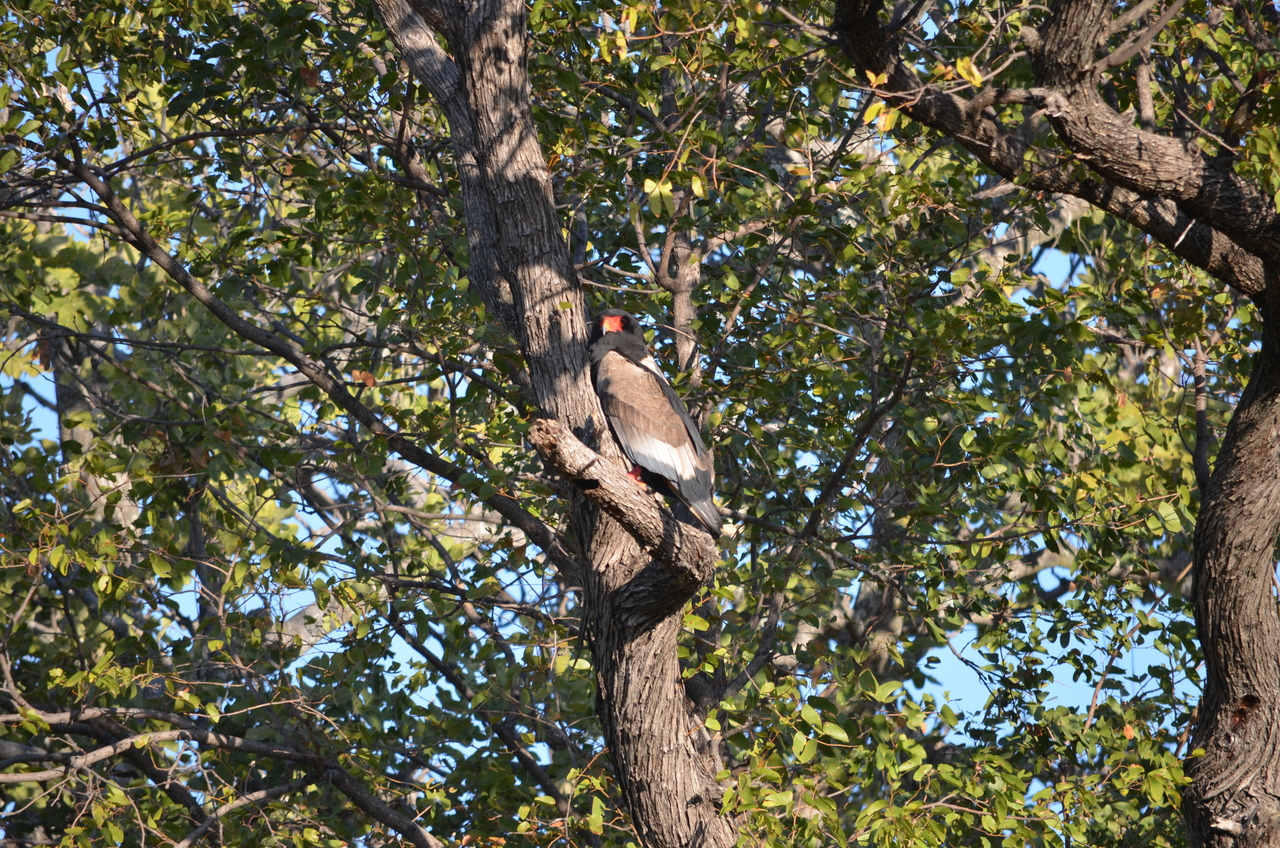 [21304] 2016_06_29_07_10_19_Africa_NIKON_D5100_IMG__00452.jpg