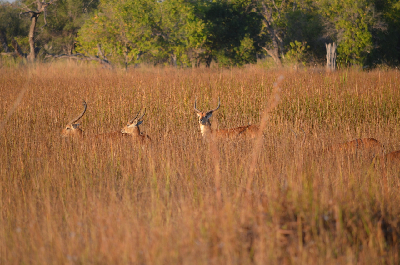 [21311] 2016_06_29_07_43_21_Africa_NIKON_D5100_IMG__00454.jpg
