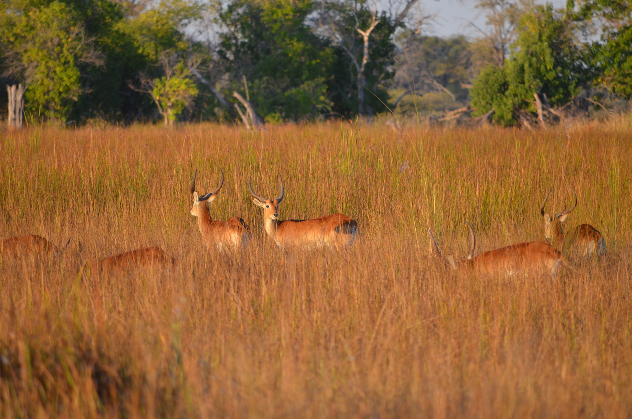 [21316] 2016_06_29_07_43_24_Africa_NIKON_D5100_IMG__05078.jpg