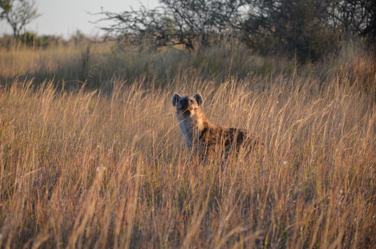 [21319] 2016_06_29_07_44_52_Africa_NIKON_D5100_IMG__00458.jpg