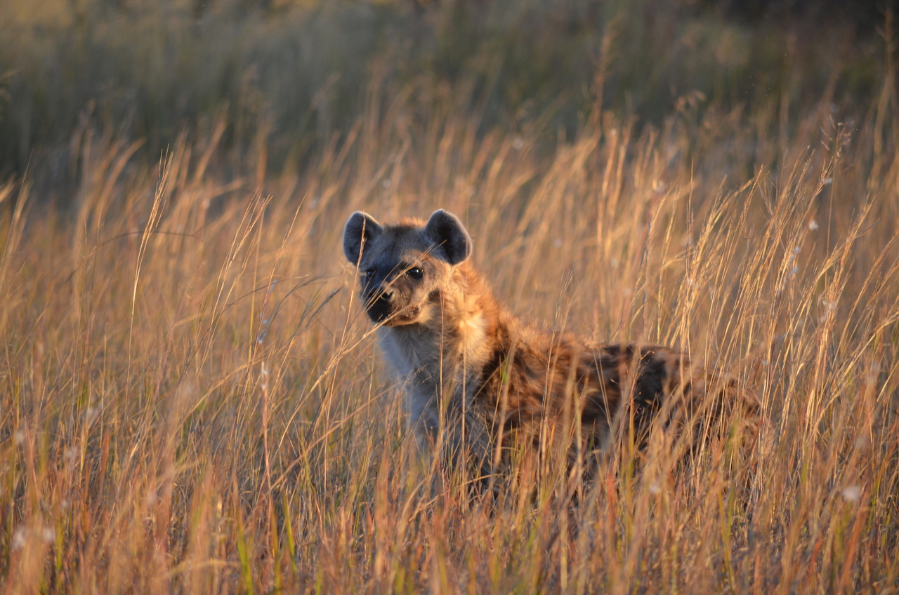 [21321] 2016_06_29_07_44_54_Africa_NIKON_D5100_IMG__00459.jpg