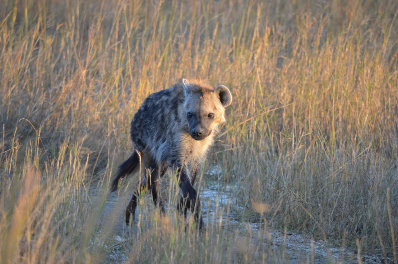 [21327] 2016_06_29_07_50_34_Africa_NIKON_D5100_IMG__00462.jpg