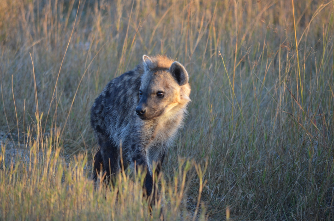 [21333] 2016_06_29_07_50_39_Africa_NIKON_D5100_IMG__00465.jpg